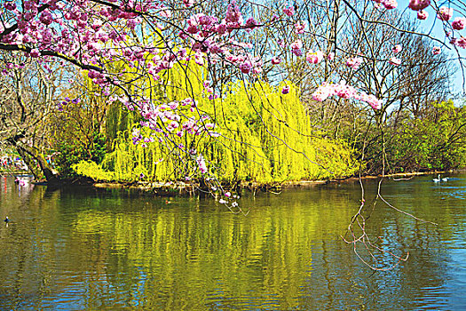 伦敦,公园,粉色,树,花,自然