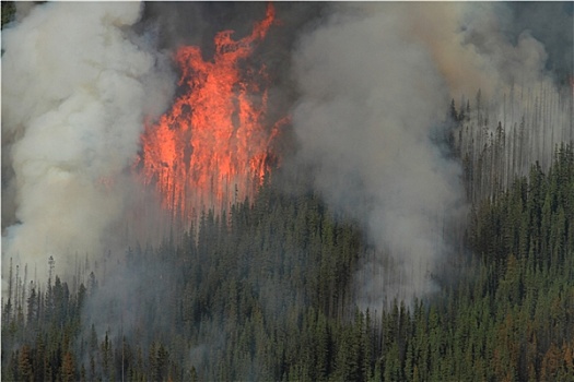 森林火灾,落基山脉
