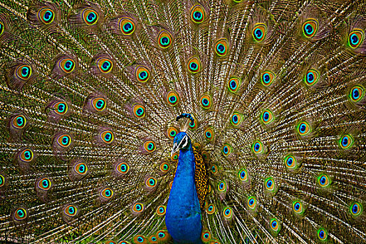 印度,孔雀,蓝色,雄性,求偶,跳舞,拉贾斯坦邦,国家公园,亚洲