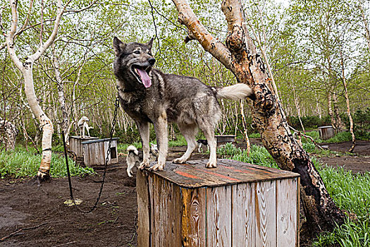 俄罗斯,堪察加半岛,哈士奇犬,雪橇狗