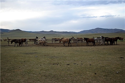 马,蒙古