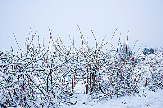 冬季的云南东川红土地雪原