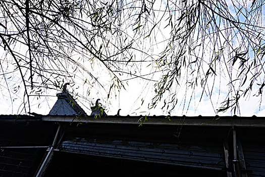 屋顶,瓦,建筑,柳树,枝条,房顶