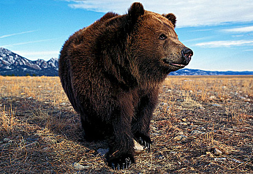 科迪亚克熊,棕熊,成年,阿拉斯加