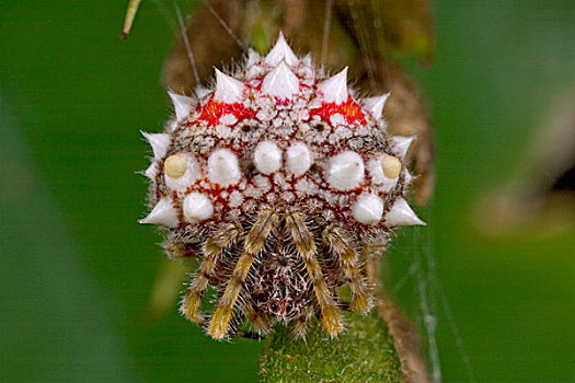 蜘蛛,几内亚