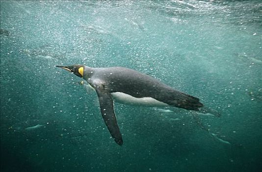 帝企鹅,群,外滨,麦夸里岛,澳大利亚