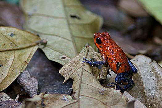 草莓箭毒蛙,栖息,叶子,雨林,哥斯达黎加