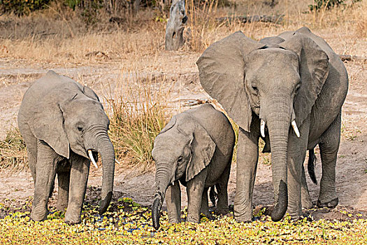 群,非洲象,小动物,喝,水坑,南卢安瓜国家公园,赞比亚,非洲