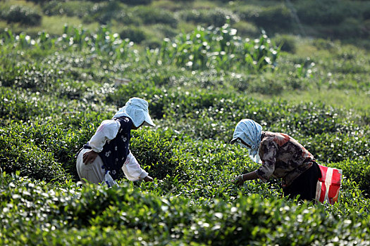 山东省日照市,万亩茶园风景如画,茶农采摘秋茶一片繁忙