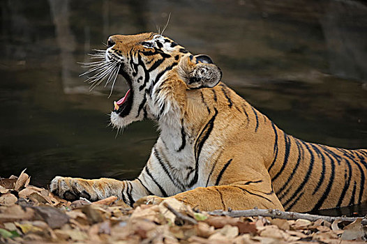孟加拉,印度虎,虎,休息,哈欠,拉贾斯坦邦,国家公园,印度,亚洲