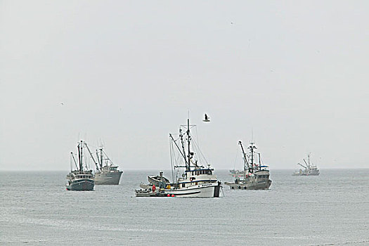 青鱼,船队,不列颠哥伦比亚省,加拿大