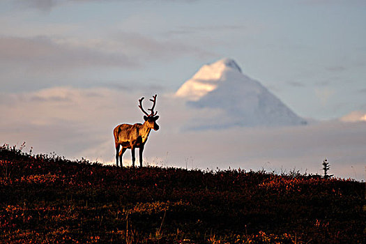 北美驯鹿,黎明,正面,阿拉斯加,德纳里峰国家公园