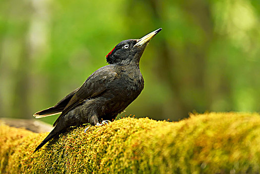 黑啄木鸟,雌性,坐,苔藓,枝条,国家公园,匈牙利,欧洲