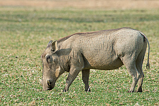 疣猪,进食,牧场,温得和克,地区,纳米比亚,非洲