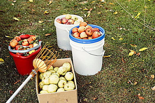 桶,盒子,新鲜,苹果,草地,水果,采摘者,工具