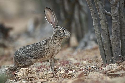 兔属,埃尔比斯开诺生物圈保护区,墨西哥