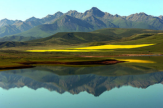 甘肃张掖山丹军马场夏季的风景