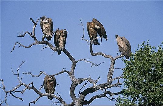 鸟,南非兀鹫,埃托沙国家公园,纳米比亚,非洲,动物