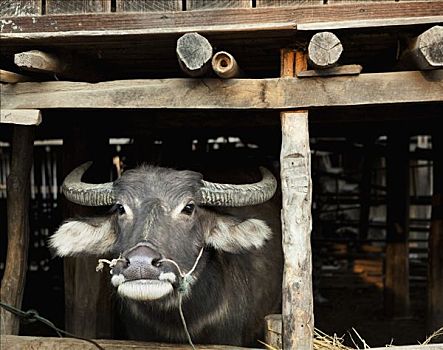 水牛,脱落,缅甸