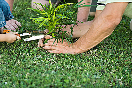 种植,幼小植物