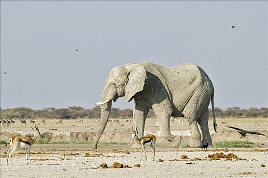非洲象,跳羚,博茨瓦纳,非洲