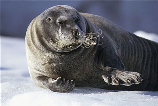 髯海豹,休息,浮冰,孔斯峡湾,斯匹次卑尔根岛,斯瓦尔巴特群岛,挪威,北极