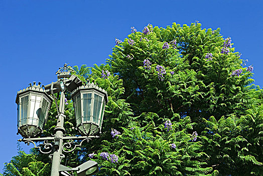 葡萄牙,里斯本,蕨类,树,蓝花楹,路灯柱,盾徽