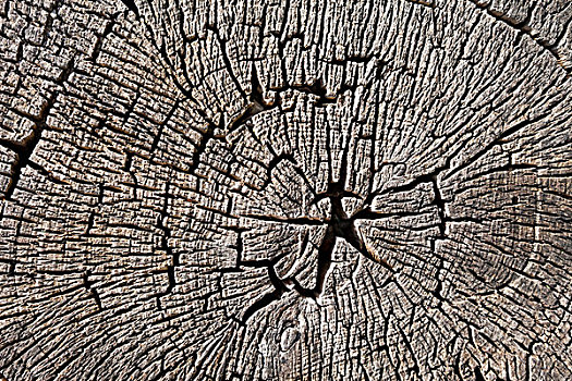 木质纹理,干燥,木,树桩