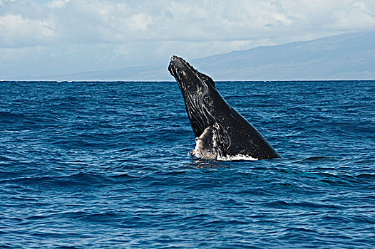 驼背鲸,大翅鲸属,鲸鱼,毛伊岛,夏威夷,提示,照相