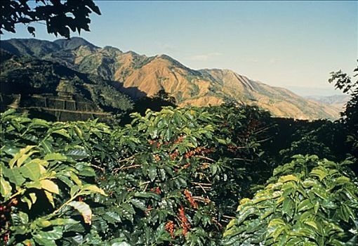 咖啡豆,种植园,哥斯达黎加