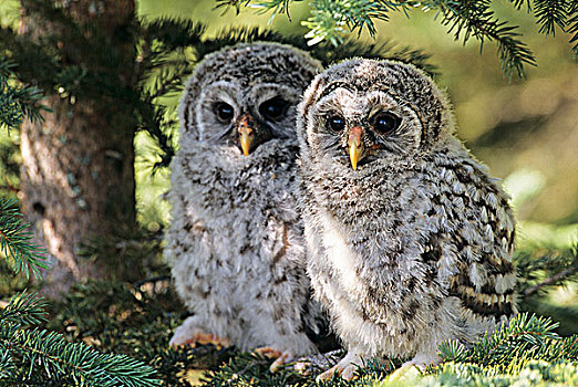 幼兽,横斑林鸮,羽毛,不列颠哥伦比亚省,加拿大