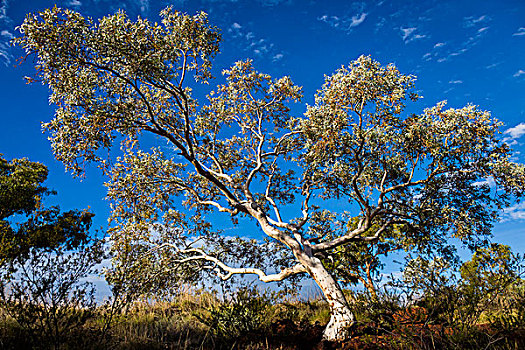 卡瑞吉尼国家公园,西澳大利亚州,澳大利亚