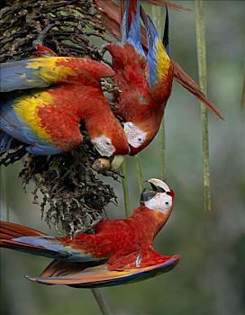 绯红金刚鹦鹉,三个,手掌,水果,哥斯达黎加