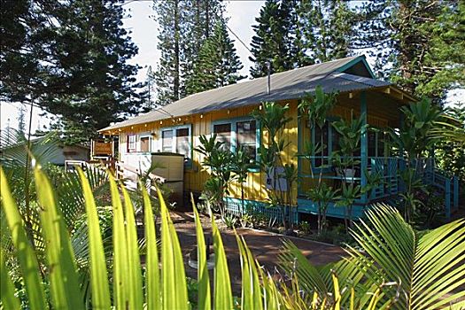 夏威夷,花园,餐馆,后视图,棕榈叶
