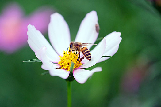蜜蜂与白波斯菊