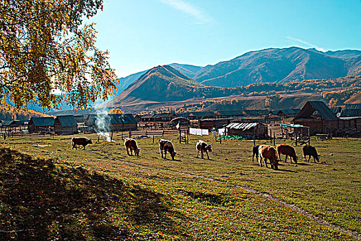 新疆阿勒泰喀纳斯山谷里的牧场