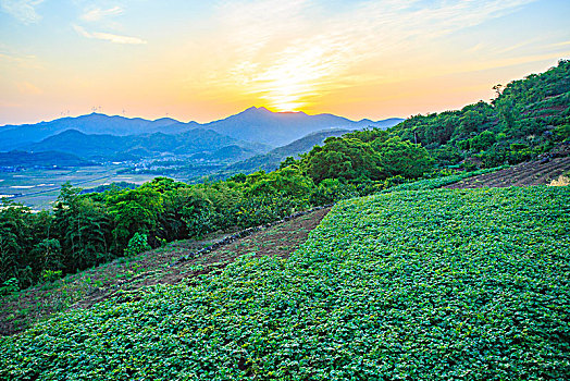 田园,田野,菜地