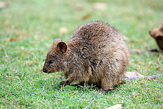 短尾矮袋鼠,夫妻,澳大利亚