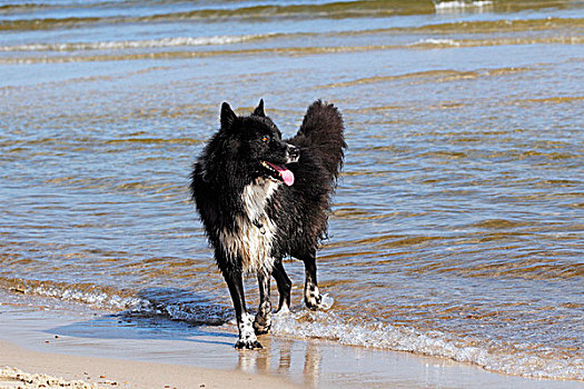 杂种狗,海滩