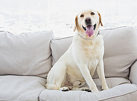黄色拉布拉多犬,坐,沙发