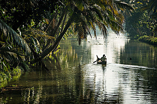 男人,小,木船,棕榈树,死水,喀拉拉,海岸,印度南部,印度,亚洲