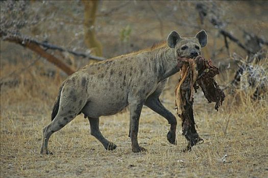 斑鬣狗,畜体,禁猎区,坦桑尼亚