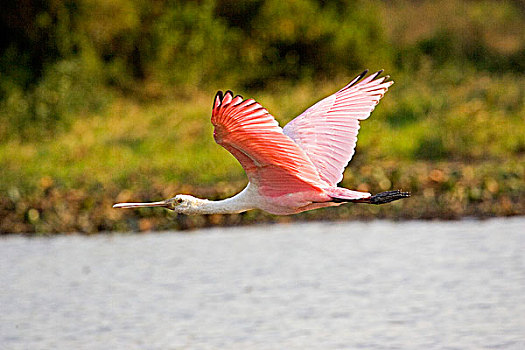 粉红琵鹭,上方,沼泽,委内瑞拉