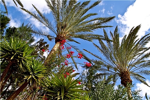 棕榈树,富埃特文图拉岛