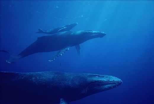 驼背鲸,大翅鲸属,鲸鱼,护从,前景,夏威夷