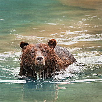 大灰熊,棕熊,游泳,阿拉斯加,美国