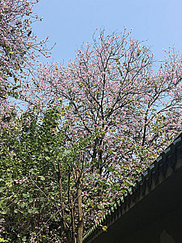 广州黄花岗,紫荆花