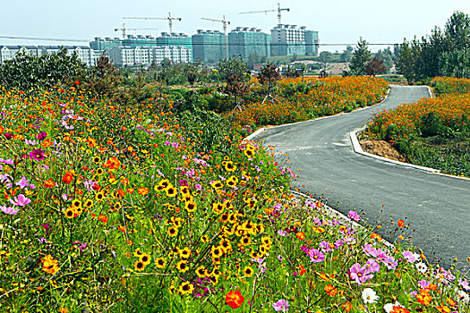 格桑花