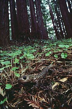 陆巨螈,北美红杉,树林