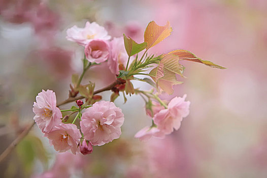 春天里盛开着的美丽的樱花